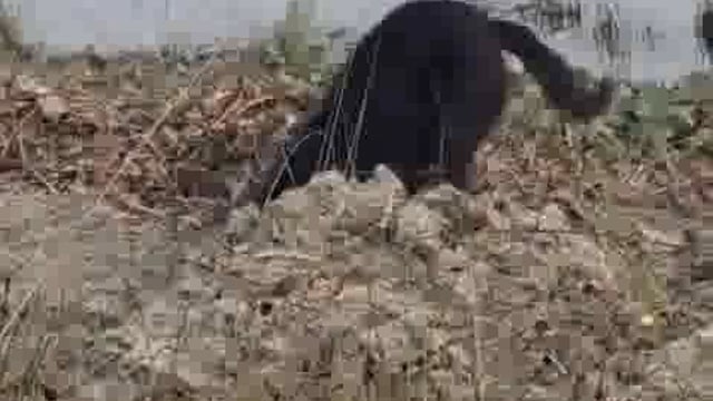 फरसैया गौशाला की भयावह सच्चाई, जमीन के नीचे दफन सैकड़ों गौवंश, रोज़ हो रही मौतें