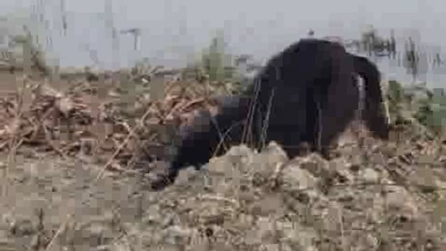 फरसैया गौशाला की भयावह सच्चाई, जमीन के नीचे दफन सैकड़ों गौवंश, रोज़ हो रही मौतें