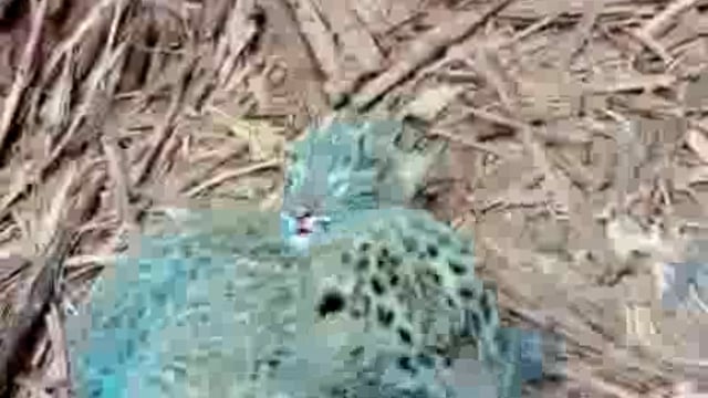 गन्ने के खेत में तेंदुए के दो शावक दिखने से ग्रामीणों में हड़कम्प