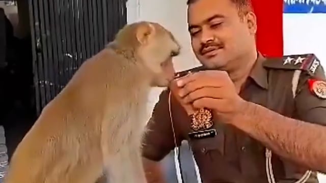 ➡️.....प्रयागराज: करछना थाने में मंगलवार को पुलिसकर्मियों के बीच एक बंदर पहुंच गया...!!! चाय पीने के बाद बंदर इधर-उधर घूमता रहा!*
