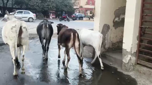 नगर निगम की लापरवाही, सड़क पर घूमते गोवंश — हादसों को न्योता”