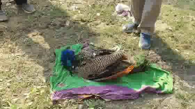 MANT- अज्ञात वाहन की टक्कर से, राष्ट्रीय पक्षी मोर की मौत, तिरंगे में लपेटकर किया गया, अंतिम संस्कार,,