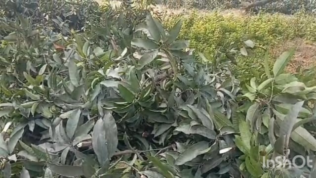 हापुड़ के नानपुर कस्बे में अवैध पेड़ों की कटान