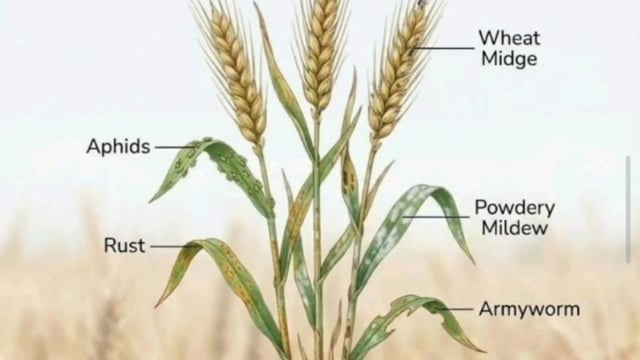 किसान भाइयों गेहूं की फसल में लगने वाले कीट रोग और  पहचान कैसे करें यहां पर दी गई जानकारी आपको लाभ पहुंच सकती है