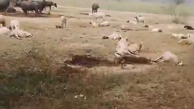 ▶️..लखनऊ ..◀️
 राष्ट्र प्रेरणा स्थल के पास आज 100 भेड़ों की मौत हो गई। 25 दिसंबर को इस स्थल का पीएम मोदी ने उद्धाटन किया था।बताया जा रहा है कि उद्धाटन समारोह के कार्यक्रम में जो खाना बचा था, उसे फेंक दिया गया था। इसे ही खाने के बाद भेड़ों की मौत हुई है। 
भेड़ चराने वाले ने कहा- भेड़ों ने जब फेंका हुआ खाना खाया तो थोड़ी ही देर में वे चिल्लाने लगीं। धीरे-धीरे कर बेहोश होती गईं। सुबह तक में 100 भेड़ें मर गईं। इनके शरीर अकड़ चुके हैं। सुबह जब पूरे इलाके में शोर हुआ तो पुलिस पहुंच गई। पुलिस ने सरकारी मेडिकल टीम को बुला लिया। डॉक्टर इलाज कर रहे हैं।