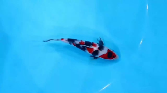 Showa - Sekiguchi (25cm)