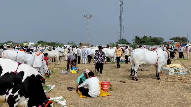 श्री गुरू हावगीस्वामी यात्रे निमित्त उदगिरात भरला भव्य पशु प्रदर्शन