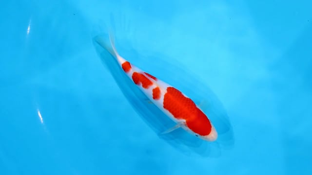 Kohaku - Miyatake (24cm)