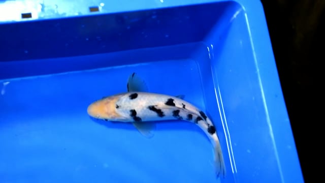 Bekko - Taniguchi (24cm)