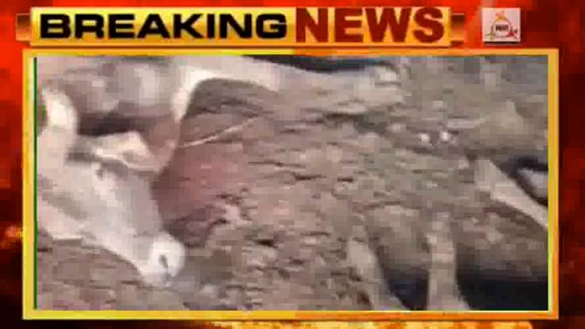 नौहझील ब्लाक की गौशाला में भूख से गायों की मौत, प्रशासनिक लापरवाही पर उठे गंभीर सवाल।