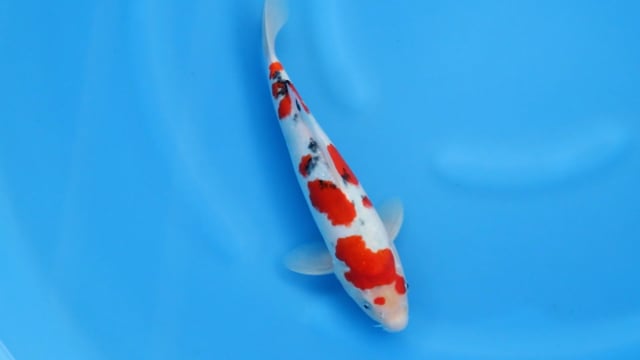 Sanke - Sekiguchi (30cm)