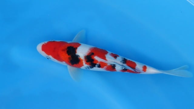 Sanke - Sekiguchi (26cm)