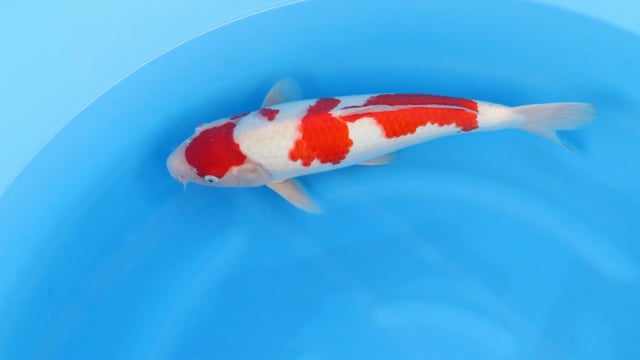 Kohaku - Sakamaki (46cm)