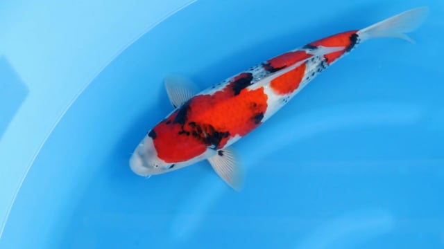 Showa - Sakamaki (46cm)