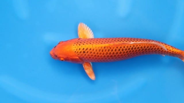 Matsuba