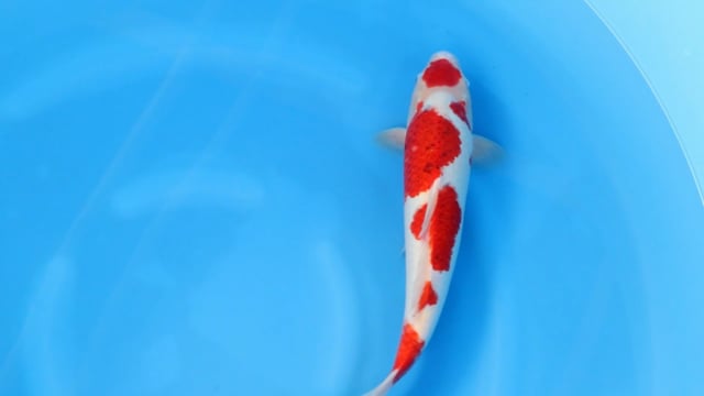 Ai Goromo - Otsuka (41cm)