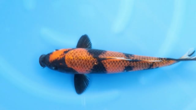 Utsuri
