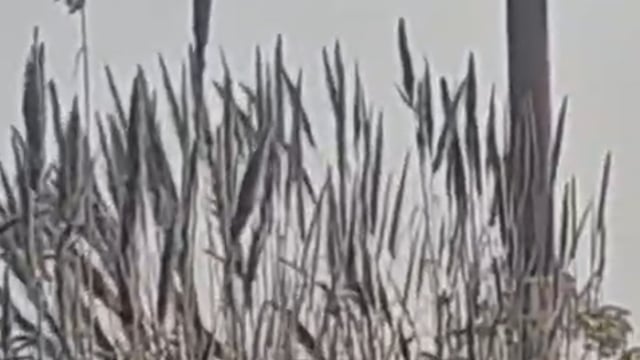 खतौली  के पास शाहपुर में हुआ बहुत बड़ा हादसा जिसमें किसानों को हुआ बहुत बड़ा नुक्सान