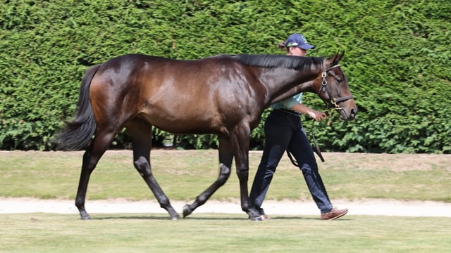 Ardrossan (AUS) ‐ Camillino (NZ)