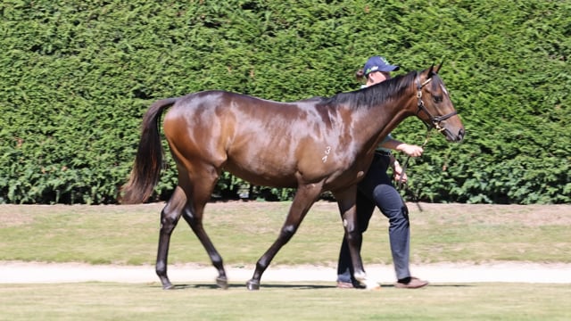 Per Incanto (USA) ‐ Jojo Roxx (AUS)