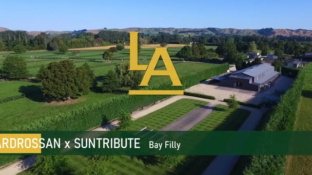 Ardrossan (AUS) ‐ Suntribute (NZ)