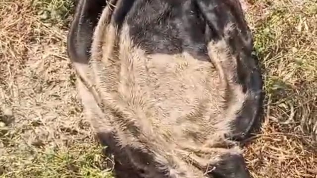 मथुरा प्रयोगशाला में हरदुआगंज से आया मास का सैंपल मथुरा प्रयोगशाला ने गोवंश का मास घोषित किया 