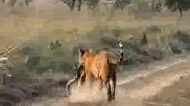 दुधवा टाइगर रिजर्व में दुर्लभ नज़ारा: बाघ ने अजगर का किया शिकार, सफारी के दौरान कैमरे में कैद हुआ रोमांचक पल