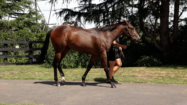 Per Incanto (USA) ‐ Los Vargas (NZ)