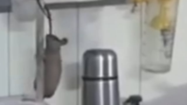 गोंडा जिला अस्पताल से चौंकाने वाली तस्वीरें सामने आई हैं। ऑर्थोपेडिक वार्ड में इलाज करा रहे मरीजों के बीच खुलेआम चूहे घू