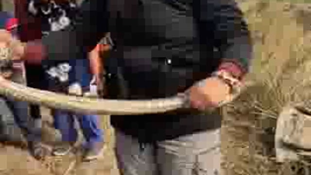 दुधवा टाइगर रिजर्व क्षेत्र में अजगर को रेस्क्यू करके सुरक्षित जंगल में छोड़ा गया