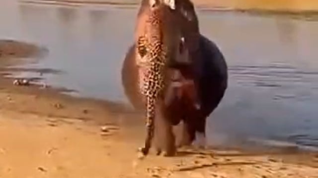 ▶️.......कभी कभी हर शिकार, शिकार नहीं होता यकीन न हो तो खुद देख लीजिए 😲😊