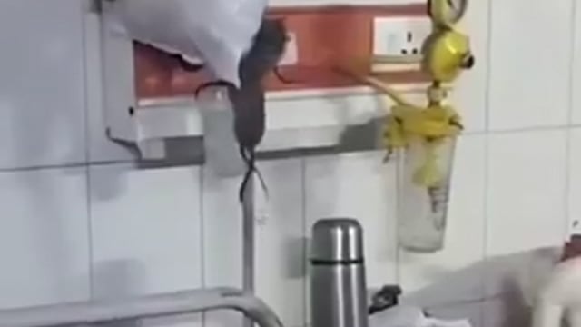 ▶️.....गोंडा : जिला अस्पताल में चूहों की भरमार

पोस्टमार्टम हाउस, हर वार्ड में चूहे
ऑक्सीजन पाइपलाइन पर चहलकदमी
जिला अस्पताल में चूहों का वीडियो वायरल 
जांच में दोषी मिलने पर वार्ड इंचार्ज सस्पेंड
सस्पेंशन के साथ हॉस्पिटल शिफ्टिंग की तैयारी
अब नई बिल्डिंग में शिफ्ट होगा अस्पताल.    part 1