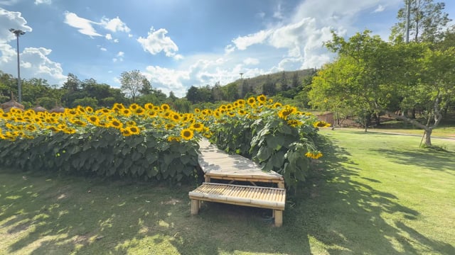 Nature Walk Sunflowers with Local Birds and Crickets Sounds