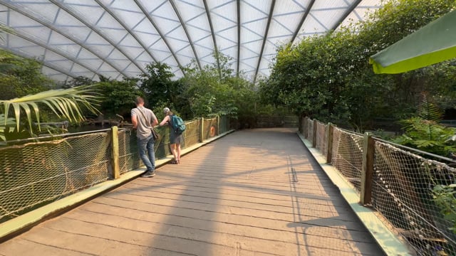 Virtual Walk – Butterfly Mangrove Exploration, Burgers' Zoo, Netherlands 3
