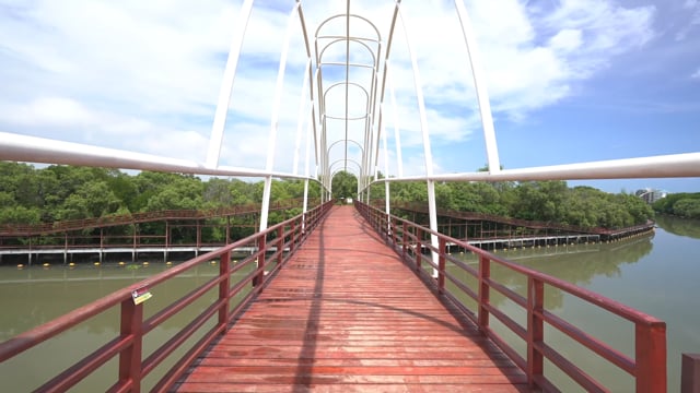 Nature Walk – Mangrove in Ranong, Thailand