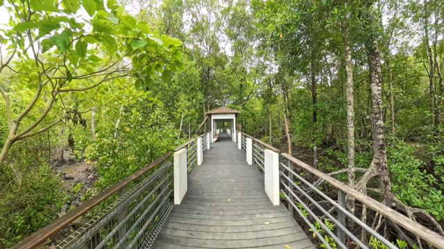 Virtual Walk – Mangrove Forest, Langkawi, Malaysia