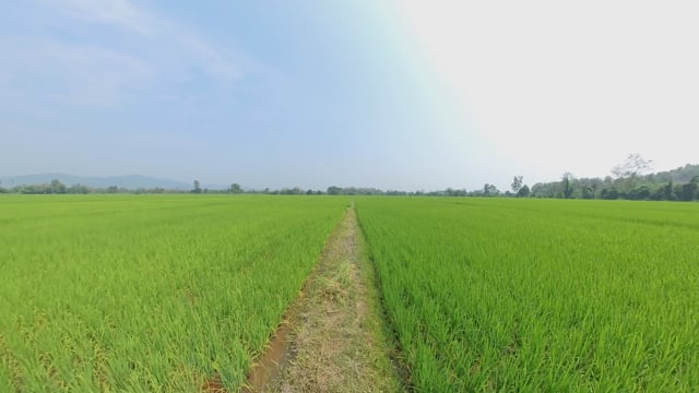 Virtual Walk – Rice Fields, Thailand