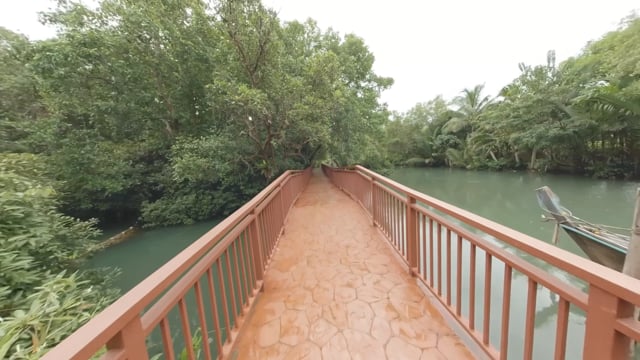 Virtual Walk – Tropical Mangrove Swamp, Krabi, Thailand