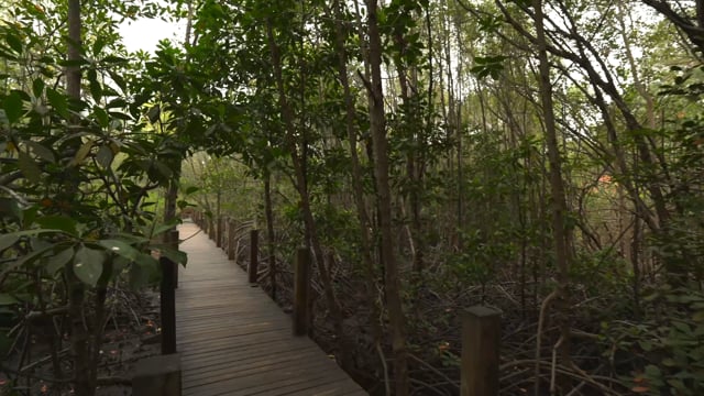 Nature Walk – Mangrove Forest, Thailand