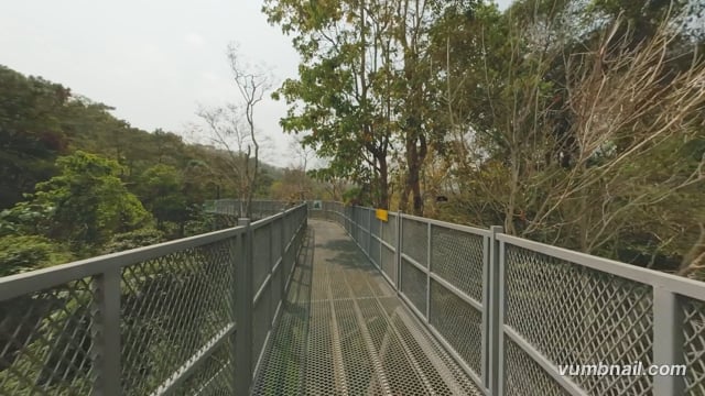 Virtual Walk – Canopy Walk, Tropical Rainforest 1