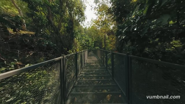 Virtual Walk – Canopy Walk, Tropical Rainforest 2