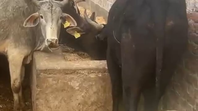 बृजवासी गौ रक्षक सेना भारत बजरंग दल दल गो सेवा निसार्थ भाव से गो सेवक लगे हुए हैं