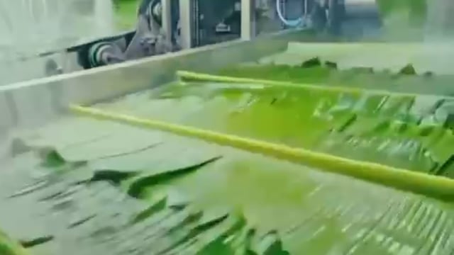 ▶️.....देखिए: केलों के पत्तों से मटर बन रहा है*
पैसे कमाने के लिए लोग क्या-क्या नहीं कर रहे हैं..?
आम लोगों के स्वास्थ्य के प्रति खिलवाड़.*