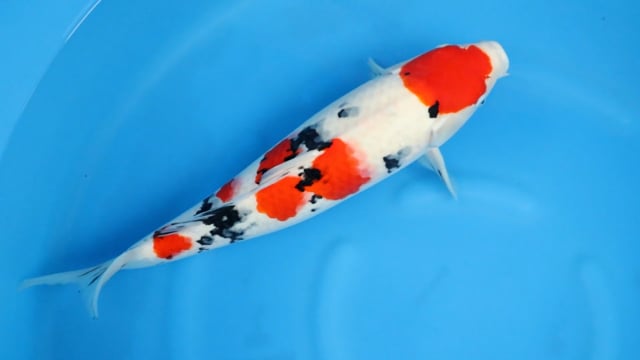 Maruten Sanke - Yoshino (55cm)