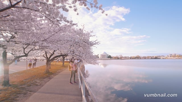 4K Virtual Walk - Cherry Blossom - Washington DC - USA