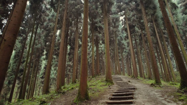 Nature Walk - Zhongba Forest - China
