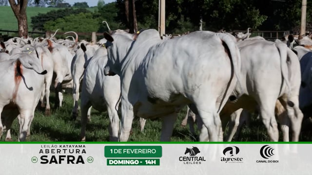 Grandes Criatórios<br>Pecuária Katayama