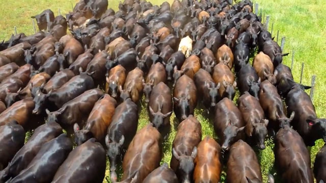 Lotes<br>31 / 32 / 33 / 34 / 35