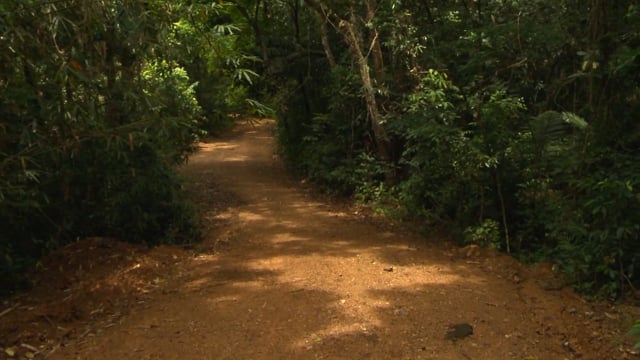 jog_in_the_jungle_of_thailand_with_lush_tropical_vegetation_and_with_the_sounds_of_the_rainforest 5