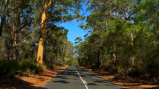 run_in_australian_forest_on_bright_sunny_day 4